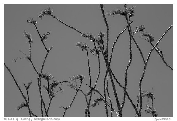 Stems and bright crimson flowers of ocotillo. Joshua Tree National Park (black and white)