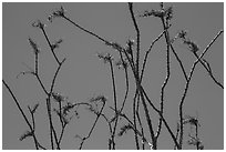 Stems and bright crimson flowers of ocotillo. Joshua Tree National Park ( black and white)