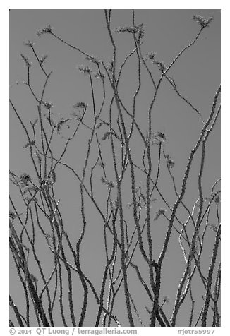 Desert coral (Fouquieria splendens) in bloom. Joshua Tree National Park (black and white)