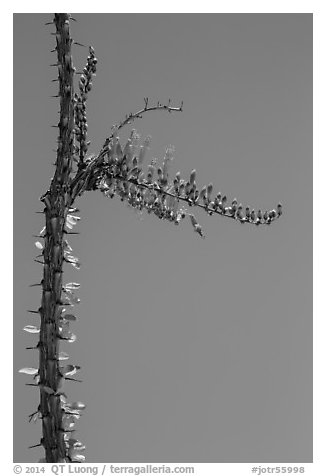 Stem and flower of slimwood (Fouquieria splendens). Joshua Tree National Park (black and white)