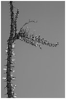 Stem and flower of slimwood (Fouquieria splendens). Joshua Tree National Park ( black and white)