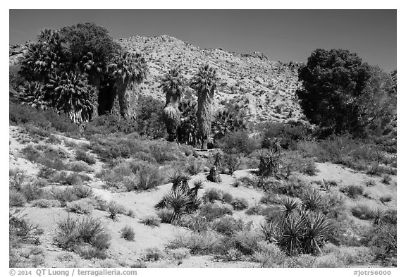 Cottonwood Spring oasis. Joshua Tree National Park (black and white)