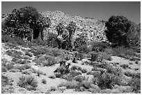 Cottonwood Spring oasis. Joshua Tree National Park ( black and white)