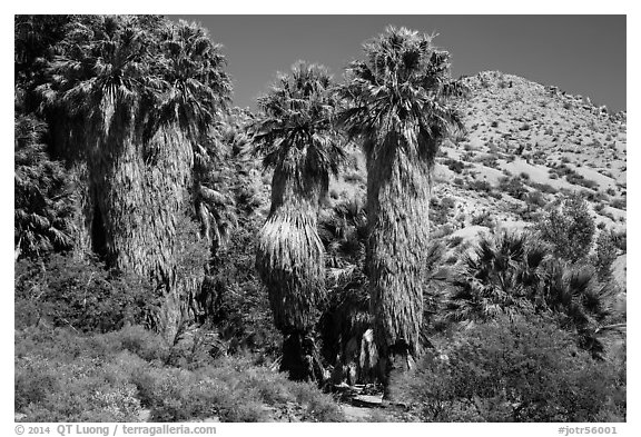 Native California palms, Cottonwood Spring. Joshua Tree National Park (black and white)