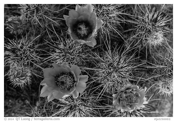 Purple cactus flowers. Joshua Tree National Park (black and white)