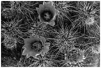 Purple cactus flowers. Joshua Tree National Park ( black and white)