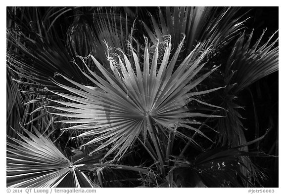 Palms, Cottonwood Spring. Joshua Tree National Park (black and white)
