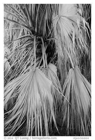 Dried-up palms. Joshua Tree National Park (black and white)