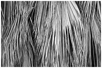 Close-up of dried palm leaves. Joshua Tree National Park ( black and white)