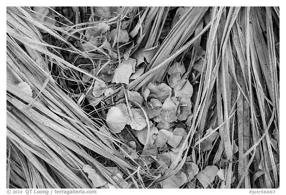 Ground view of fallen palms and cottonwood leaves. Joshua Tree National Park (black and white)