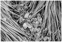 Ground view of fallen palms and cottonwood leaves. Joshua Tree National Park ( black and white)