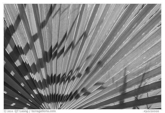 Pattern and shadows in palms. Joshua Tree National Park (black and white)