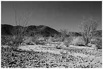 Ocotillo Patch. Joshua Tree National Park ( black and white)