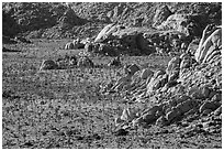 Boulders outcrops and Joshua Trees from above. Joshua Tree National Park ( black and white)