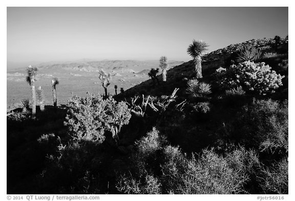 Cactus and yuccas, Ryan Mountain. Joshua Tree National Park (black and white)