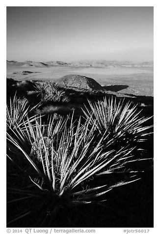Yuccas and view, Ryan Mountain. Joshua Tree National Park (black and white)