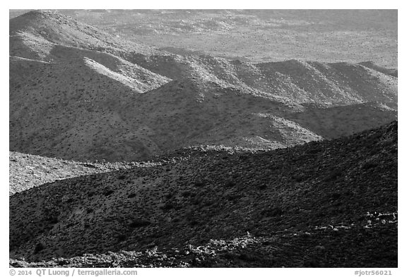 Desert hills. Joshua Tree National Park (black and white)