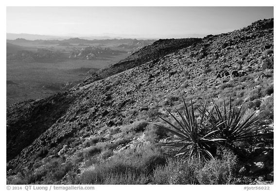 View towards Wonderland of rocks from Ryan Mountain. Joshua Tree National Park (black and white)