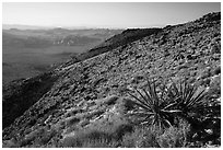 View towards Wonderland of rocks from Ryan Mountain. Joshua Tree National Park ( black and white)