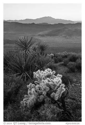 Cholla Cactus, yucca, and San Jacinton Peak, sunset. Joshua Tree National Park (black and white)