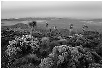 View from Ryan Mountain with earth shadow at dusk. Joshua Tree National Park ( black and white)