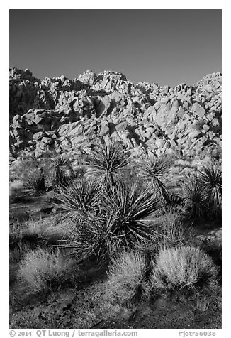 Yuccas and Wonderland of Rocks, Indian Cove. Joshua Tree National Park (black and white)