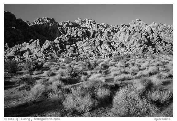 Towering Wonderland of Rocks rising above Indian Cove. Joshua Tree National Park (black and white)