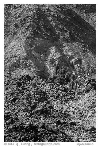 Oasis nestled in rocky hills. Joshua Tree National Park (black and white)