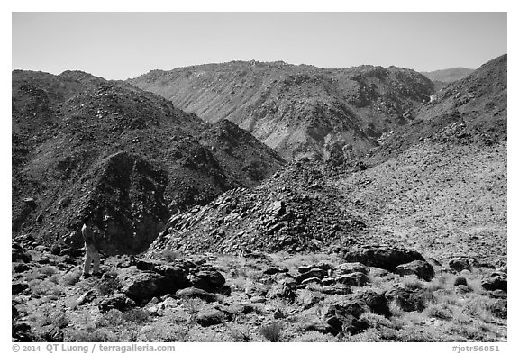 Park visitor looking, Queen Mountains. Joshua Tree National Park (black and white)