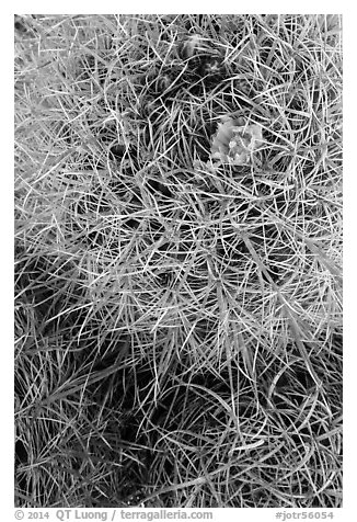 Close-up of barrel cactus top. Joshua Tree National Park (black and white)