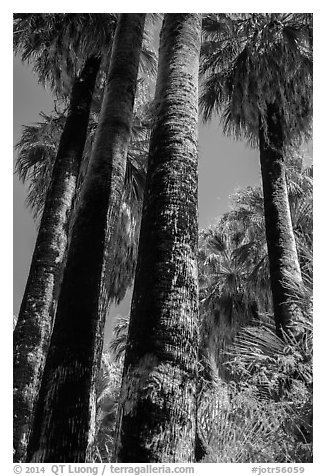 California Fan palms with charred trunks. Joshua Tree National Park (black and white)