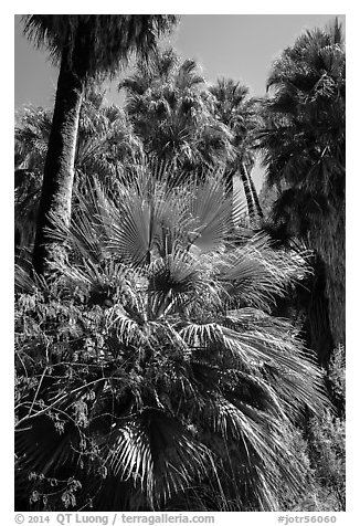 Lush vegetation in 49 Palms Oasis. Joshua Tree National Park (black and white)