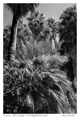 Lush vegetation in 49 Palms Oasis. Joshua Tree National Park (black and white)