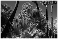 California palm trees, 49 Palms Oasis. Joshua Tree National Park ( black and white)