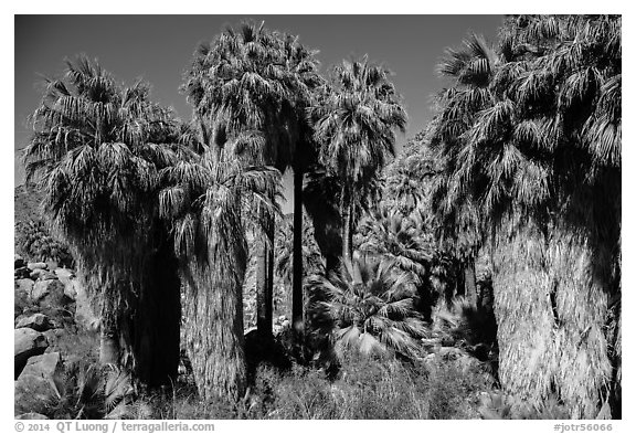 California fan palm trees with frond skirts, 49 Palms Oasis. Joshua Tree National Park (black and white)