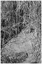 Grasses and pond, 49 Palms Oasis. Joshua Tree National Park ( black and white)