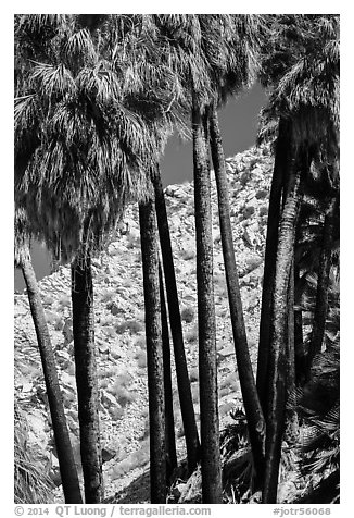Trunks of California fan palm trees. Joshua Tree National Park (black and white)