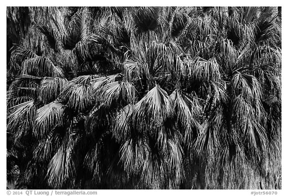 Canopy of California fan palms. Joshua Tree National Park (black and white)