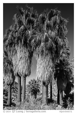 Native California fan palm trees. Joshua Tree National Park (black and white)