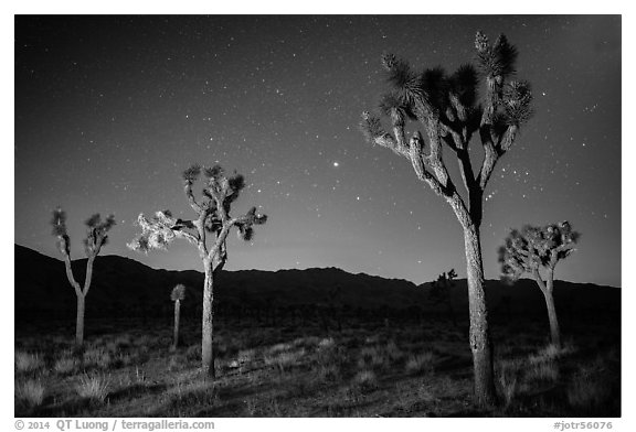 Joshua trees at night. Joshua Tree National Park (black and white)