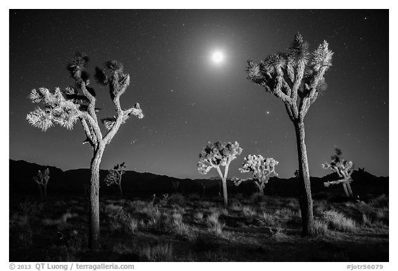 Joshua trees and moon at night. Joshua Tree National Park (black and white)