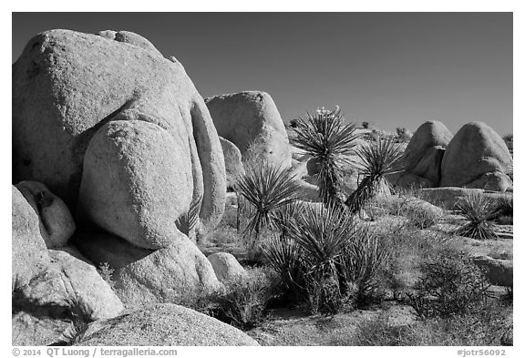 Yuccas and boulders, White Tanks. Joshua Tree National Park (black and white)