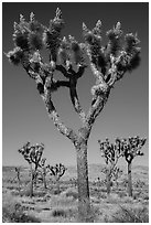 Joshua trees with seeds. Joshua Tree National Park ( black and white)