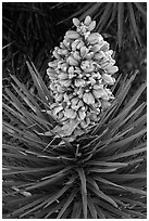 Evergreen leaves and flowers of Joshua tree. Joshua Tree National Park ( black and white)
