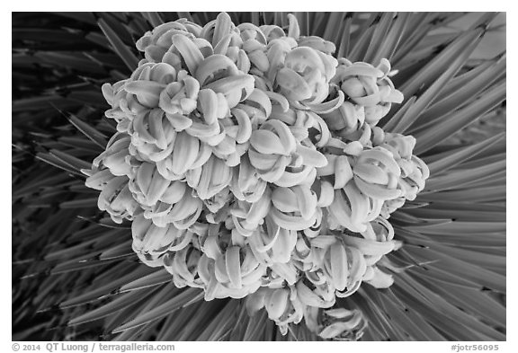 Close-up of Joshua tree bloom. Joshua Tree National Park (black and white)