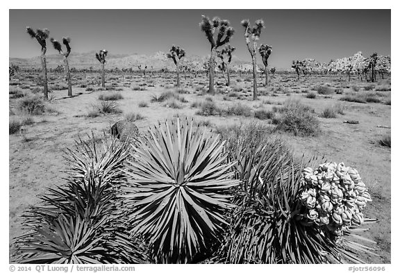 Fallen Joshua tree with bloom. Joshua Tree National Park (black and white)