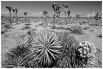 Fallen Joshua tree with bloom. Joshua Tree National Park ( black and white)