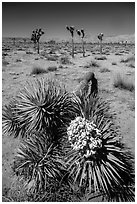 Toppled Joshua tree with bloom. Joshua Tree National Park ( black and white)