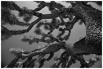 Looking up Joshua tree (Yucca brevifolia). Joshua Tree National Park ( black and white)