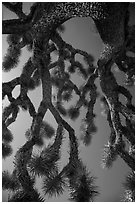 Looking up branches of Joshua tree. Joshua Tree National Park ( black and white)